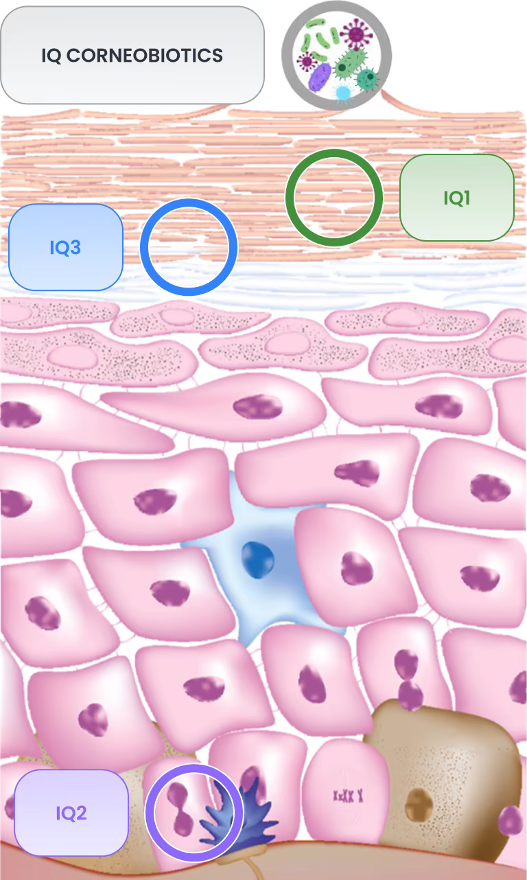 IQ Corneobiotics — schemat warstw skóry