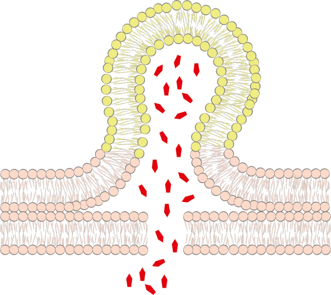 Diagramm der Liposomenstruktur - Wirkstoffe durchdringen die epidermale Barriere